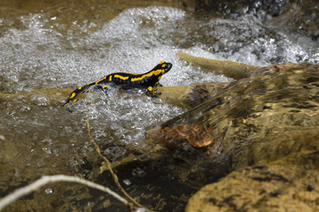 Salamander, Fauersalamander im Wasser,