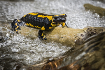 Feuersalamander, Feuersalamander im Wasser, giftig