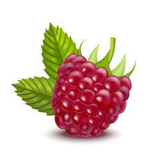 Realistic Detailed Ripe Red Raspberry Berry. Vector