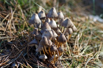 Herbstbild, Helmlinge im Nadelwald