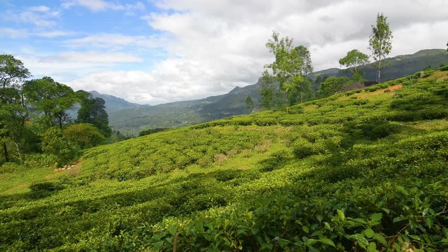 Tea field of Nuwara Eliya