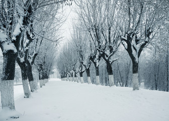Winter landscape, alley in park