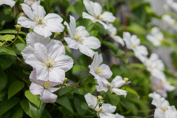 Obraz na płótnie Canvas white flowers clematis bloom in summer very nice