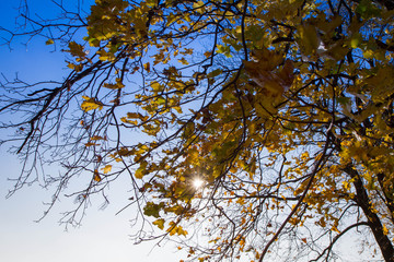 Maple tree in autumn