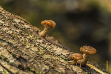 Poisonous mushroom on old trunk of fallen tree