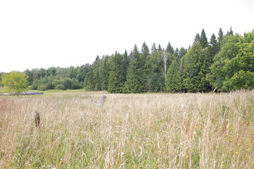 Fototapeta premium summer forest beautiful field greens