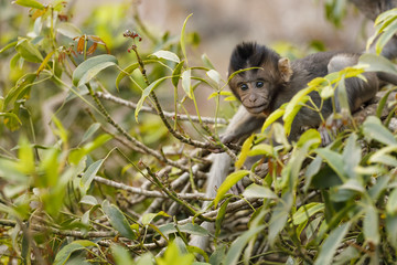 
niedliches junges Makaken Äffchen auf einem Baum