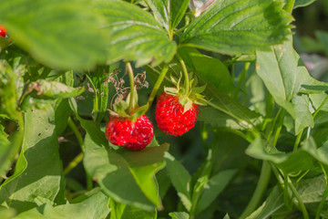 ripe sweet red strawberries in the summer countryside at sunset