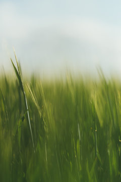 Abstract grass
