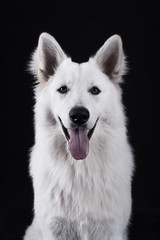White Shepard dog