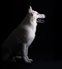 White dog