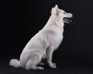 White dog