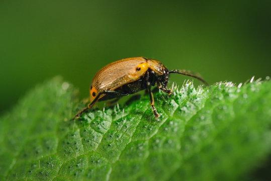 A tiny beetle on leaf