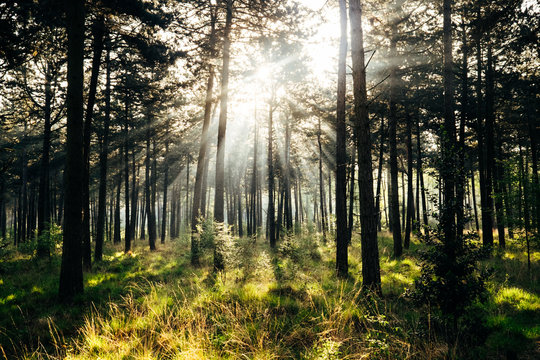 Sunrays in Forest
