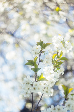white cherry blossom branches