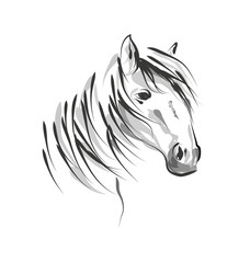 Vector line sketch horse head
