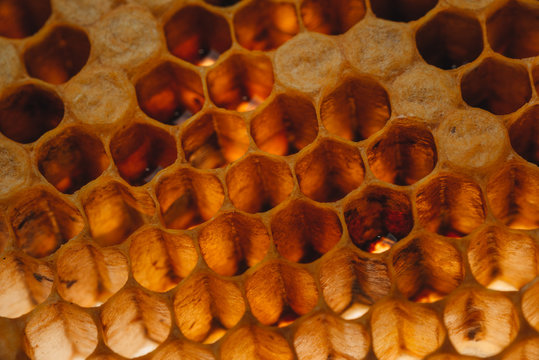 honeycomb