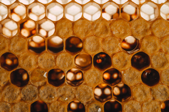 honeycomb