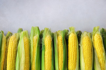 Fresh corn on cobs on light grey concrete background, closeup, top view, copy space