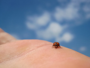 Ladybug on the palm