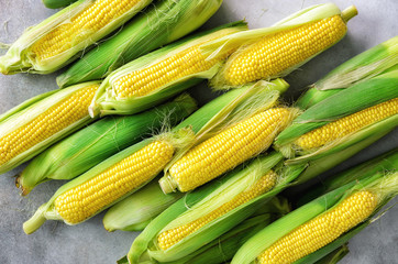 Fresh corn on cobs on light grey concrete background, closeup, top view, copy space