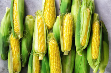 Fresh corn on cobs on light grey concrete background, closeup, top view, copy space