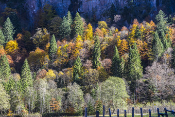 Bunter Bergwald im Herbst