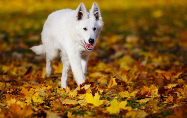 white Swiss Shepherd dog on an autumn walk