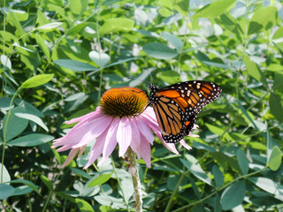 Sarett Nature Center - Benton Harbor MI