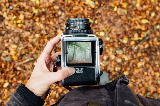 A Foggy morning in the Forest II - Powered by Adobe