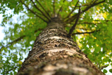Bottom view of the birch