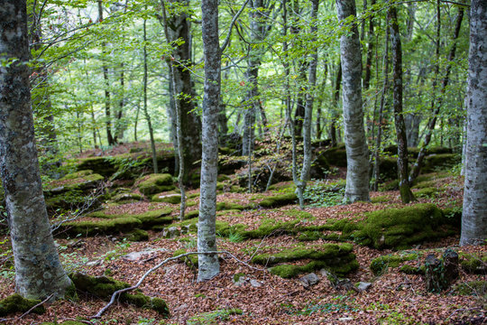 faggi nella foresta