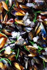 Mussels on stone concrete background. Top view, copy space