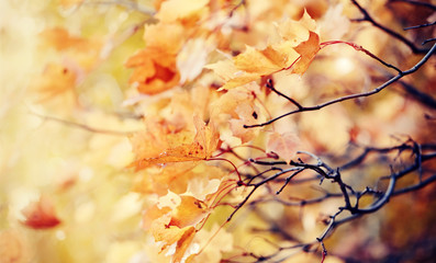 Branch with autumn yellow maple leaves
