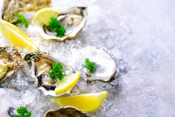 Fresh opened oysters, lemon, herbs, ice on concrete stone grey background. Top view, copy space