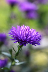 Astro viola in primo piano