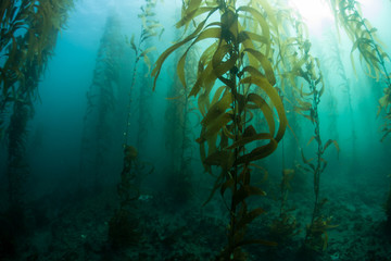 Unterwasser-Kelpwald in Kalifornien © ead72