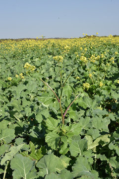 Moutarde sautage dans du colza