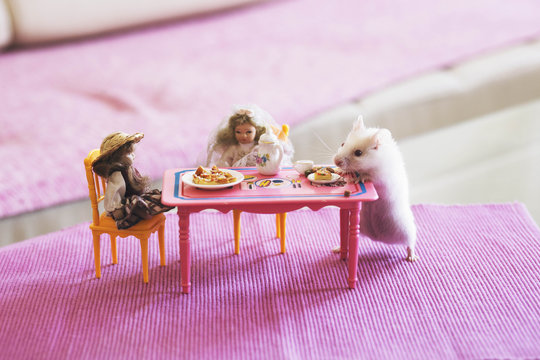 Dinner for hamster and his girlfriends