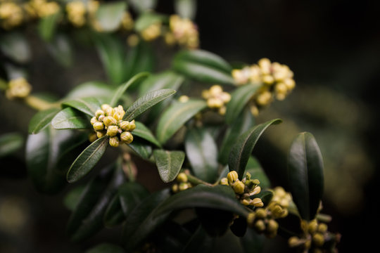 Close-up of buds in spring