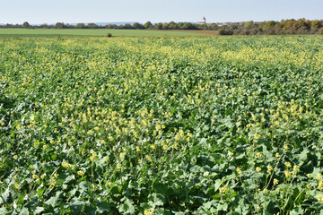 Moutarde sautage dans du colza