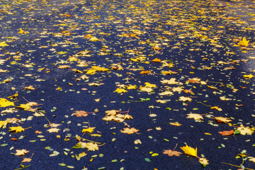 autumn leaves background. Fallen leaves in autumn on the asphalt