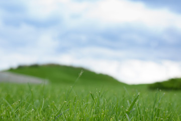 Obraz na płótnie Canvas close up grass filed with blue sky in spring
