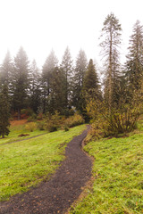 Fototapeta na wymiar Walking Path in Foggy Forest Park