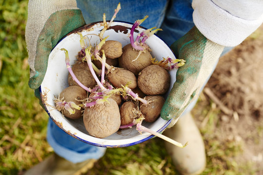 Gardener with potatoes
