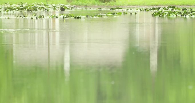 Green pond with ripples from subsurface feeding fish