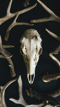 skull and antlers