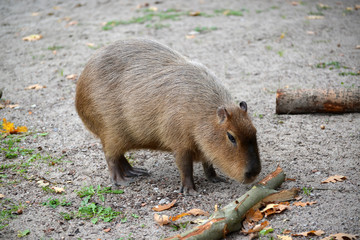 Capybara (water pig) (Hydrochoerus hydrochaeris Linnaeus)