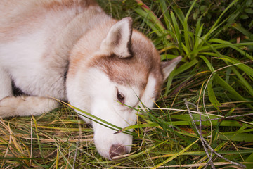 Siberian huky dog in forest outdoors, laika, wolfdog 