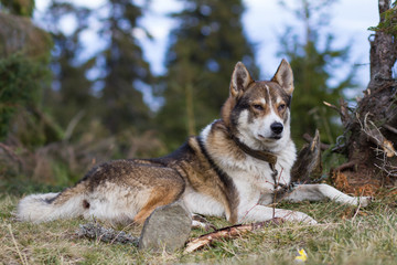 west siberian laika, russian hunting dog, wild wolfdog 